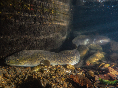 The migratory giant mottled eel (Anguilla marmorata) relies on connected rivers to complete its life cycle, making it vulnerable to dam-induced fragmentation. Image credit: Jeffery C.F. Chan